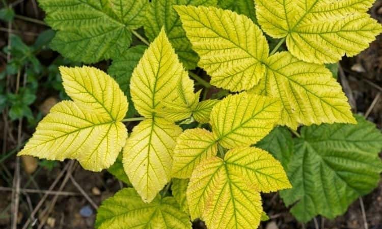 محصولاتی که به کمبود آهن حساس هستند