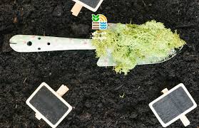 نحوه مصرف سولفات آهن برای گیاهان