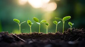 مقایسه سولفات آمونیوم با کودهای نیتروژنی دیگر