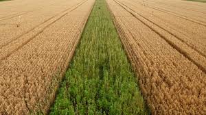 پنجه‌زنی گندم؛ مدیریت یکپارچه برای دستیابی به حداکثر عملکرد