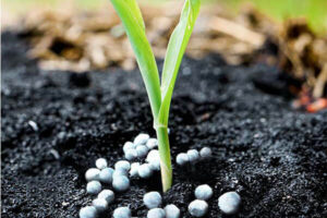 چگونه سولفات آمونیوم را به گلدانهای خود اضافه کنید؟