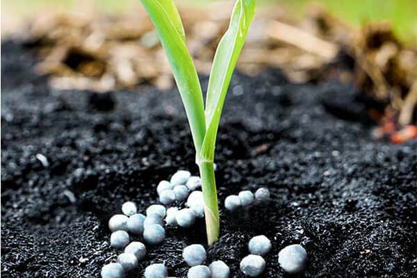 چگونه سولفات آمونیوم را به گلدانهای خود اضافه کنید؟