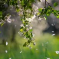 بهترین کود برای جلوگیری از ریزش شکوفه درختان در بهار چیست؟