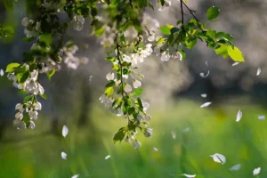 بهترین کود برای جلوگیری از ریزش شکوفه درختان در بهار چیست؟