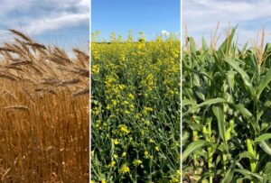 کلیدهای موفقیت در کوددهی بهاره گندم