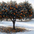 چگونه از باغات مرکبات در برابر یخ‌ زدگی محافظت کنیم
